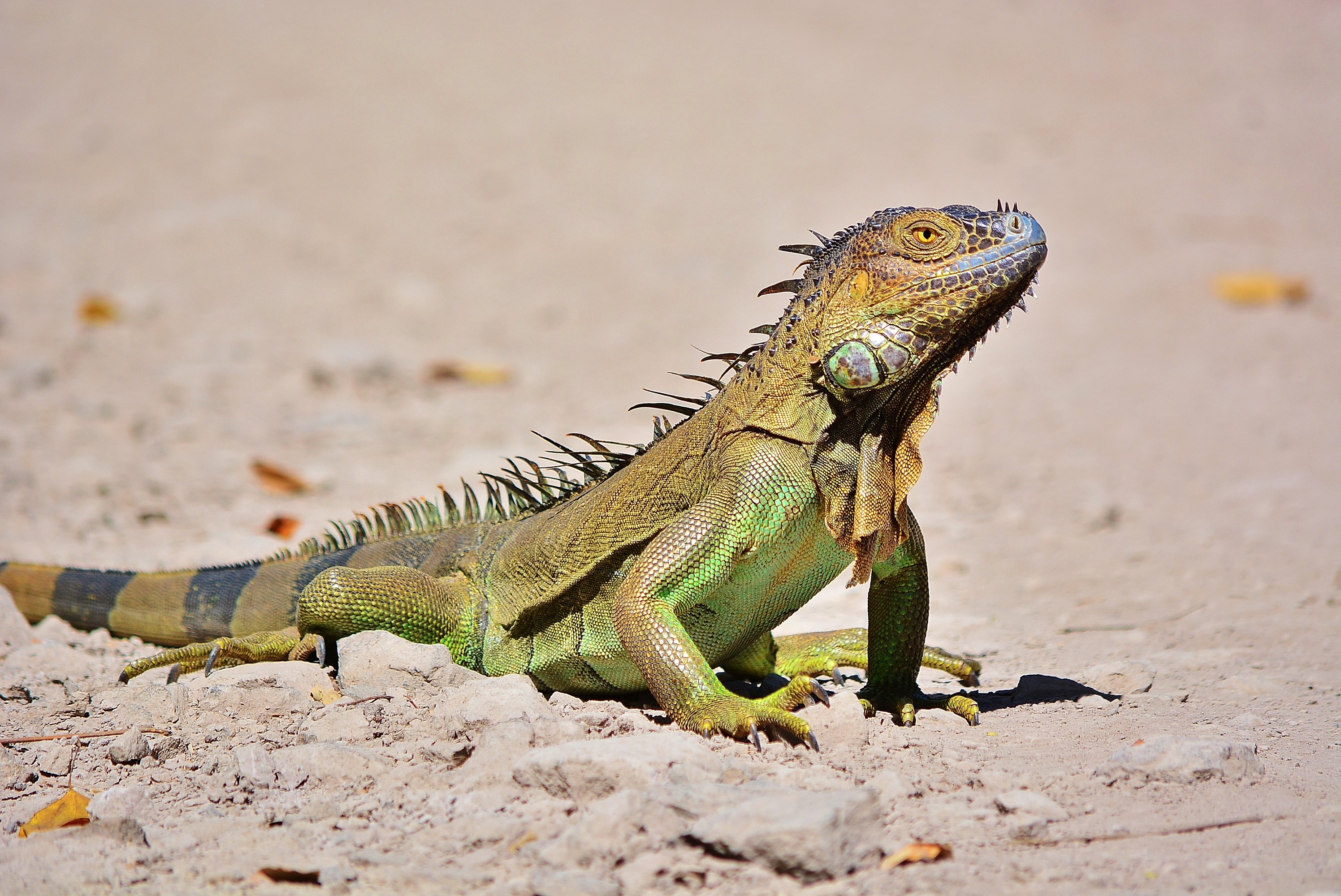 Iguana